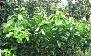 精選三紅蜜柚苗與紅心蜜柚苗，廠家直供，品質保障，歡迎批發洽談